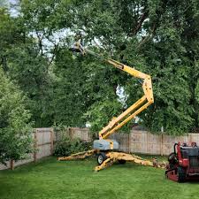 How Our Tree Care Process Works  in  Ofallon, MO