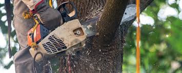 Best Tree Preservation Services  in Ofallon, MO