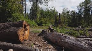 Best Utility Line Clearance  in Ofallon, MO