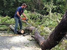 Best Tree Disease Treatment  in Ofallon, MO