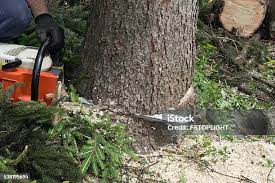 Best Stump Grinding and Removal  in Ofallon, MO