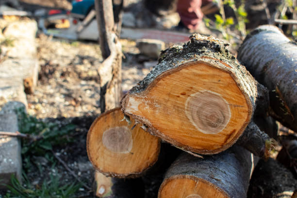 Trusted Ofallon, MO Tree Care Experts