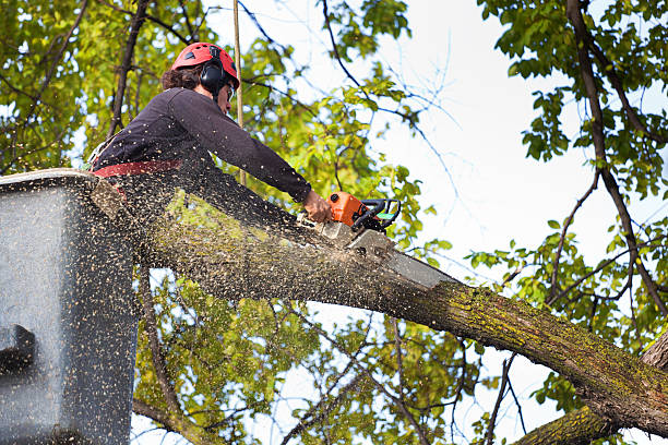 Best Lawn Disease Treatment  in Ofallon, MO