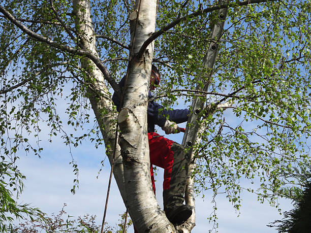 Best Arborist Consultation Services  in Ofallon, MO